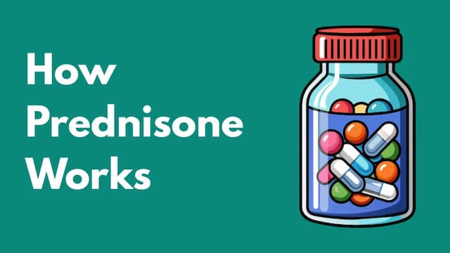 How Prednisone Works