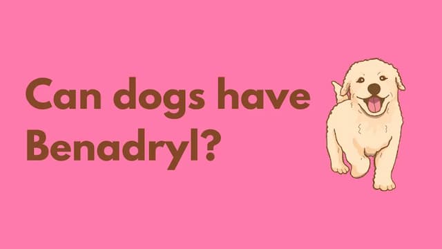 Can dogs have benadryl?