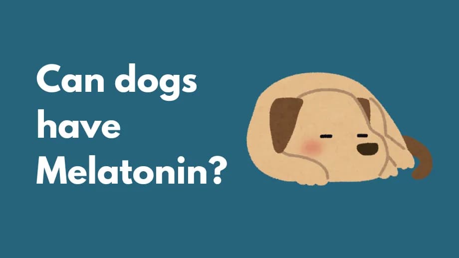 Can dogs have Melatonin?