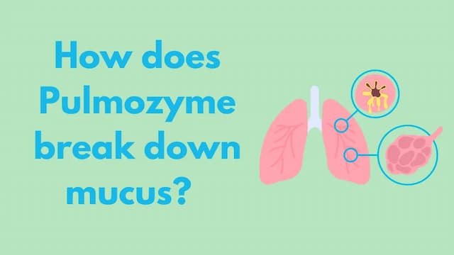 How does Pulmozyme break down mucus?