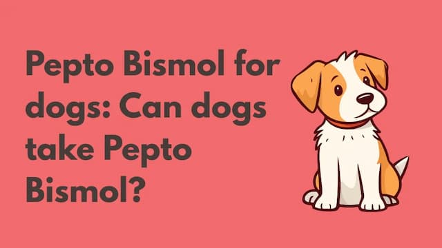 Pepto Bismol for dogs: Can dogs take Pepto Bismol?